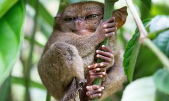 QUIZ: Do you know where these RIDICULOUSLY cute animals come from?